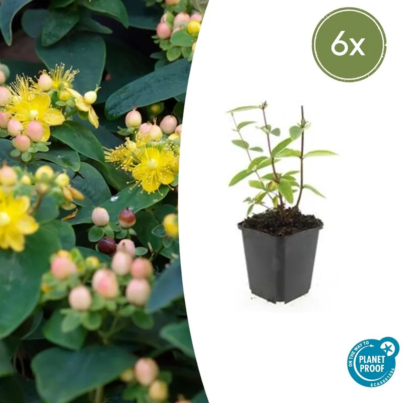 Premiumkwaliteit | Hypericum Inodorum ‘Annebel‘ - 20cm