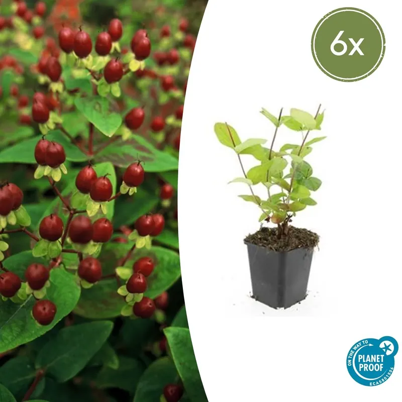 Rechtstreeks uit de fabriek | Hypericum Inodorum ‘Beauty‘ - 20cm