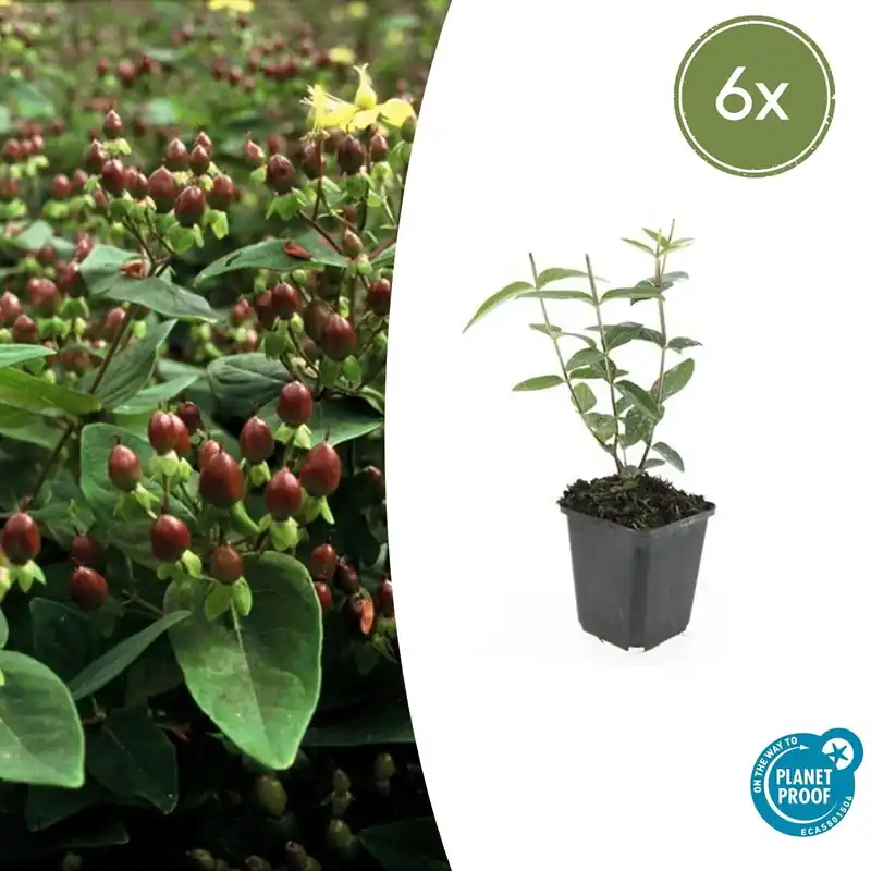 Hypericum Inodorum ‘Rheingold‘ - 20cm - Veel gevraagd