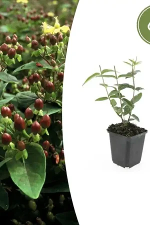 Actie - Hypericum Inodorum - 20cm