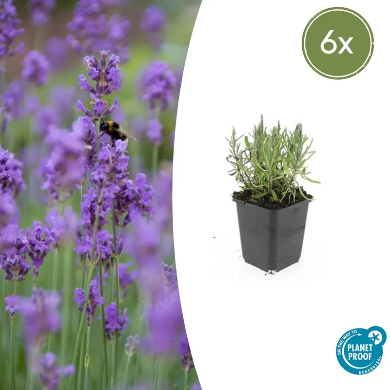 Lavandula ang ‘Munstead‘ - 20cm | Gratis retourneren