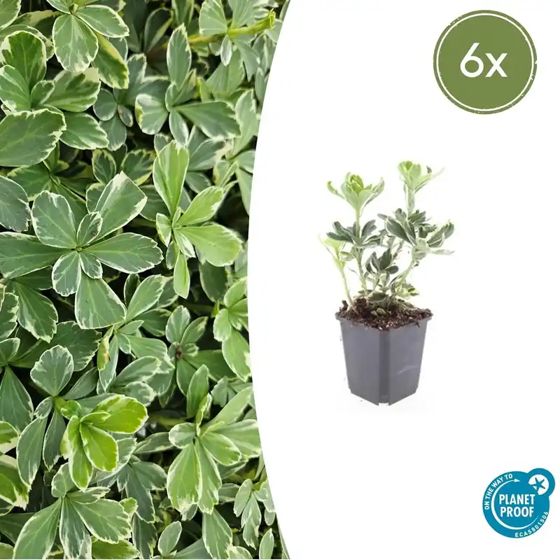 Pachysandra Terminalis ‘Variegata‘ - 20cm - Nog maar enkele beschikbaar