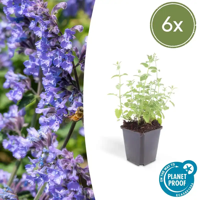 Nepeta ‘Six Hills Giant‘ - 20cm | Speciale deal