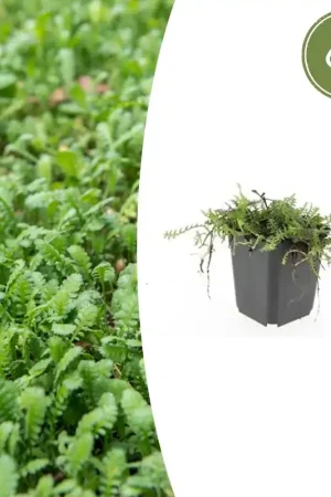 Zeer goed beoordeeld | Leptinella Squalida - 20cm