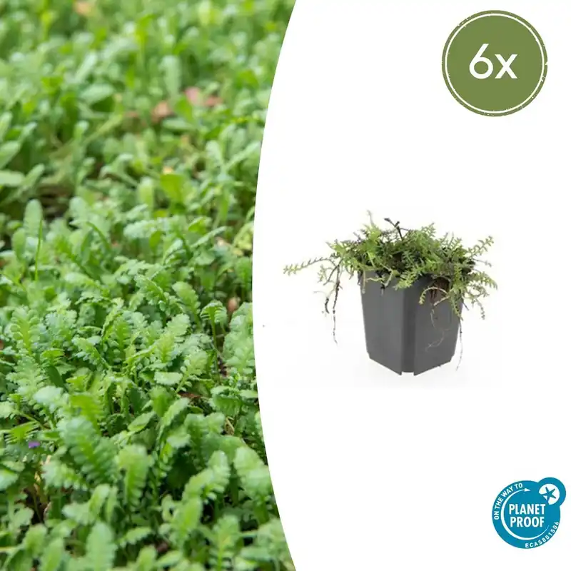 Zeer goed beoordeeld | Leptinella Squalida - 20cm