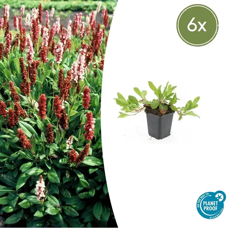 Persicaria aff. ‘Darjeeling Red‘ - 20cm - Direct beschikbaar