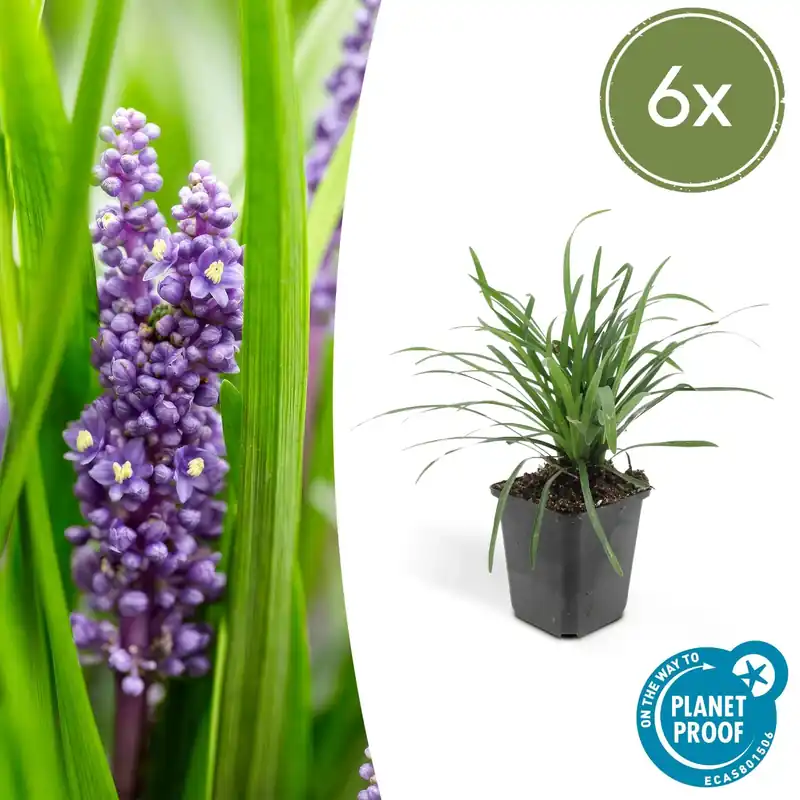 Liriope Muscari ‘Big Blue‘ - 20cm - Hoge kwaliteit