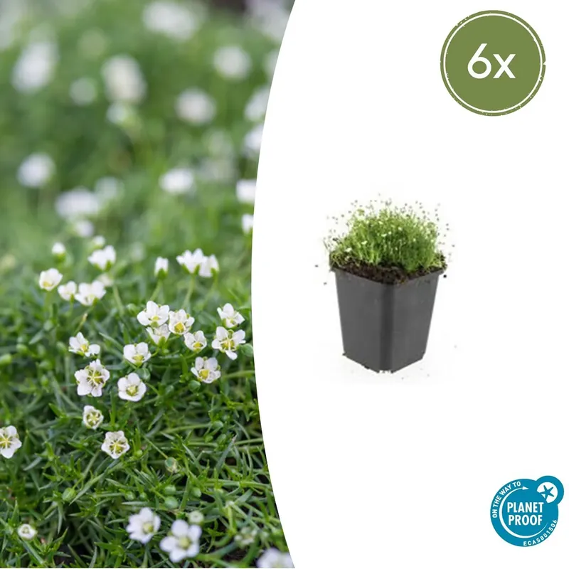 Sagina Subulata - 20cm - Alleen deze week