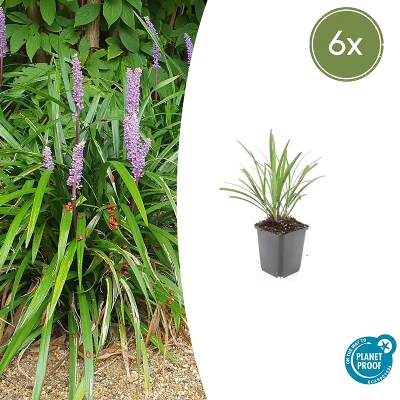 Deal - Liriope Muscari ‘Ingwersen‘ - 20cm