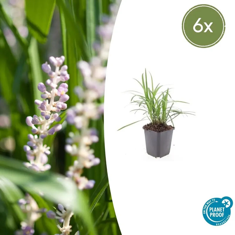 Extra voordeel - Liriope Muscari ‘Moneymaker‘ - 20cm