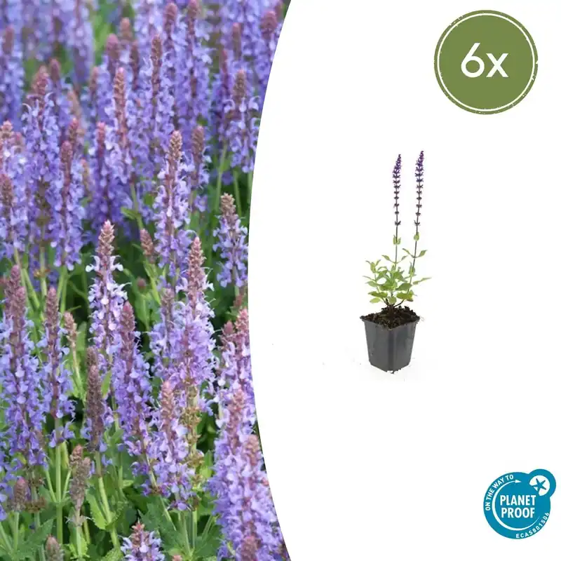 Makkelijk bestellen | Salvia Nemorosa ‘Caradonna‘ - 20cm