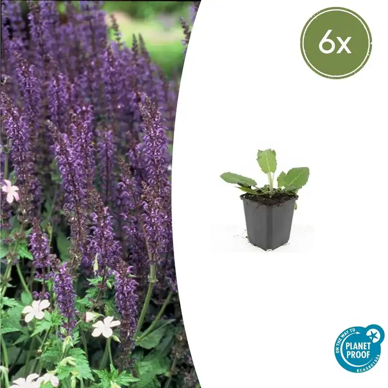 Prijs verlaagd - Salvia nemorosa ‘Mainacht‘ - 20cm