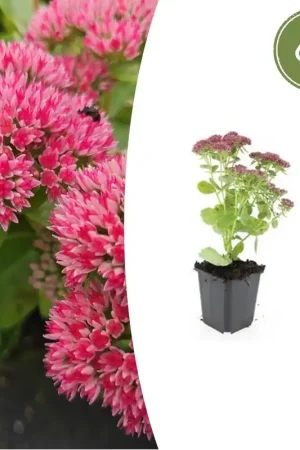 Voorraad bijna op | Sedum ‘Herbstfreude‘ - 20cm