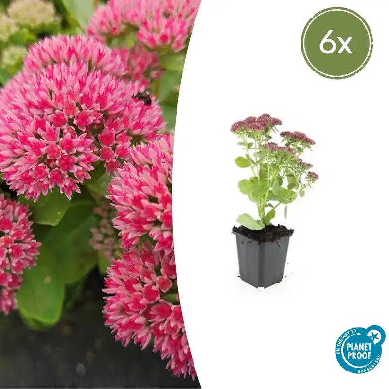 Voorraad bijna op | Sedum ‘Herbstfreude‘ - 20cm
