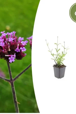 Verlaagde prijs - Verbena Bonariensis ‘Lollipop‘ - 20cm