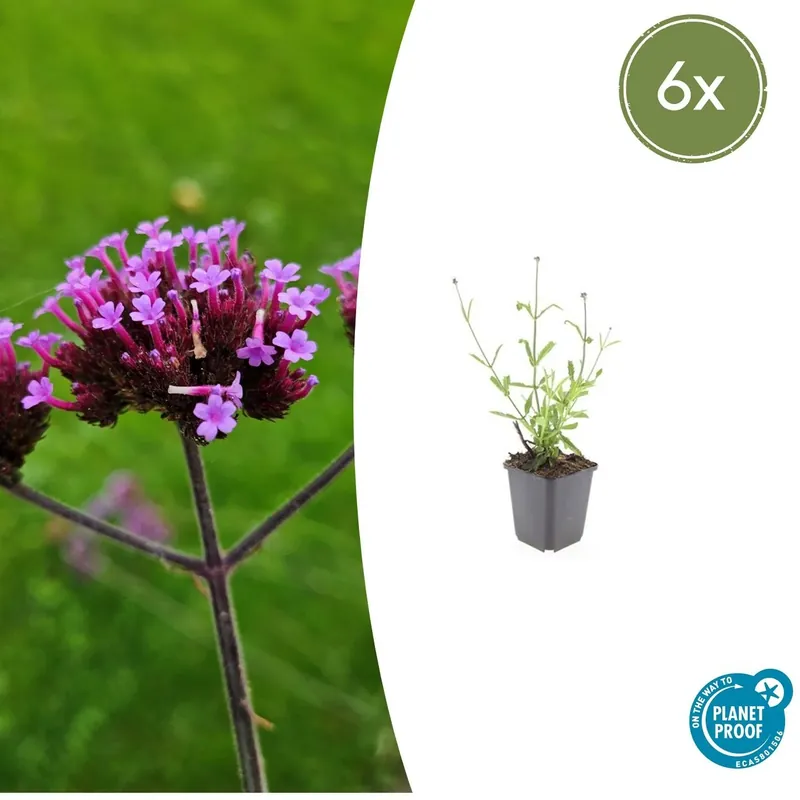 Verlaagde prijs - Verbena Bonariensis ‘Lollipop‘ - 20cm