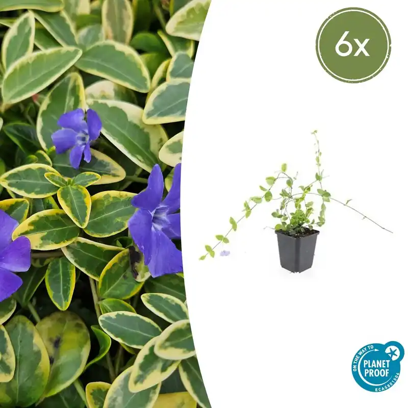 Topprijs - Vinca Minor ‘Blue and Gold‘ - 20cm