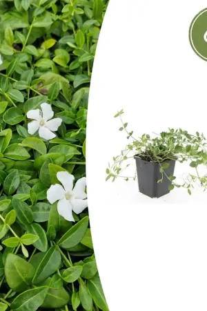 Vinca minor ‘Gertrude Jekyll‘ - 20cm | Premiumkwaliteit