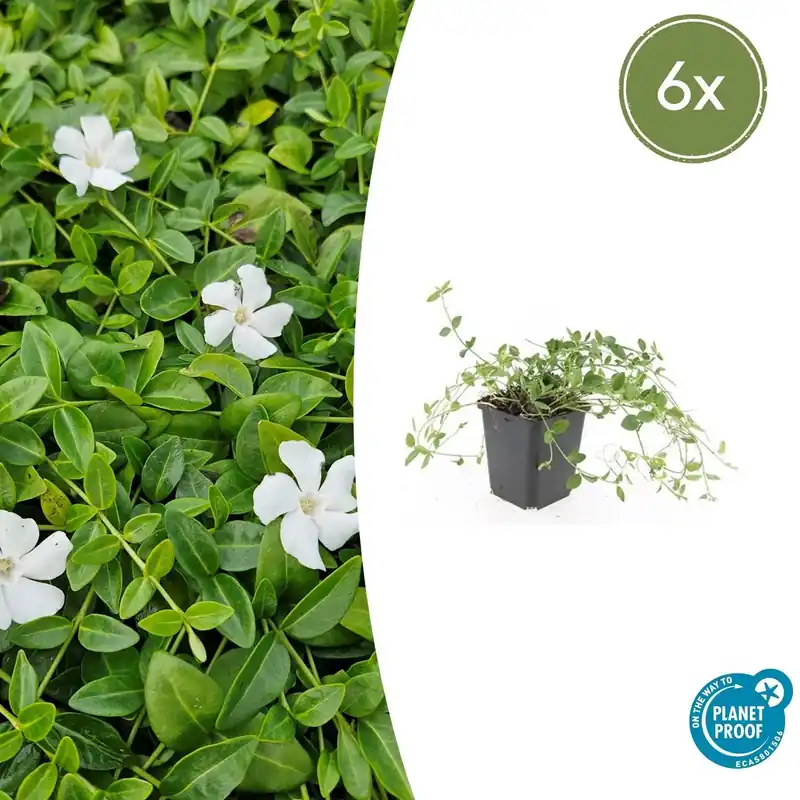 Vinca minor ‘Gertrude Jekyll‘ - 20cm | Premiumkwaliteit