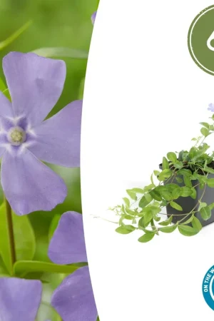 Vinca minor ‘La Grave‘ - 20cm | Expreslevering