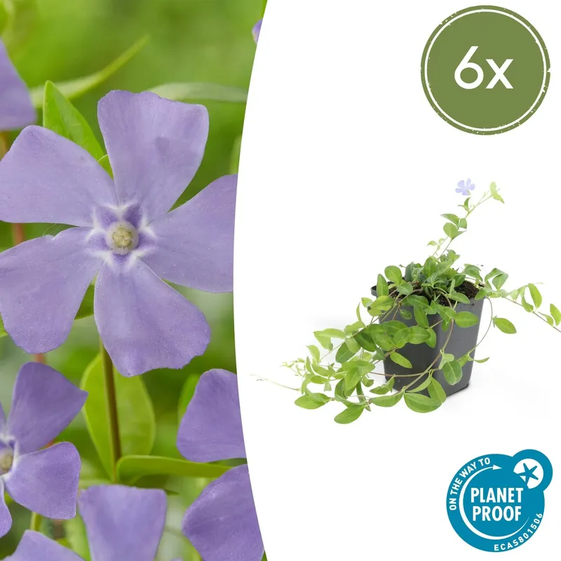 Vinca minor ‘La Grave‘ - 20cm | Expreslevering