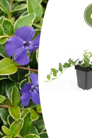 Actieprijs - Vinca Minor ‘Ralph Shugert‘ - 20cm