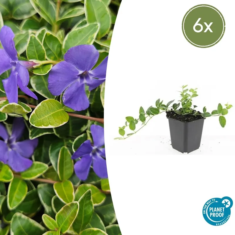 Actieprijs - Vinca Minor ‘Ralph Shugert‘ - 20cm