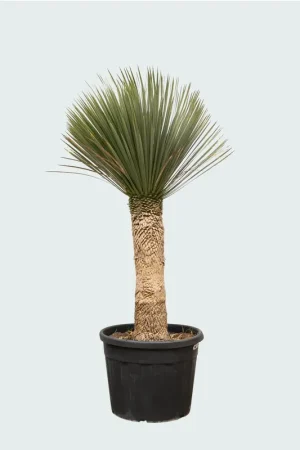 Yucca Rostrata - 200cm | Nieuw binnen