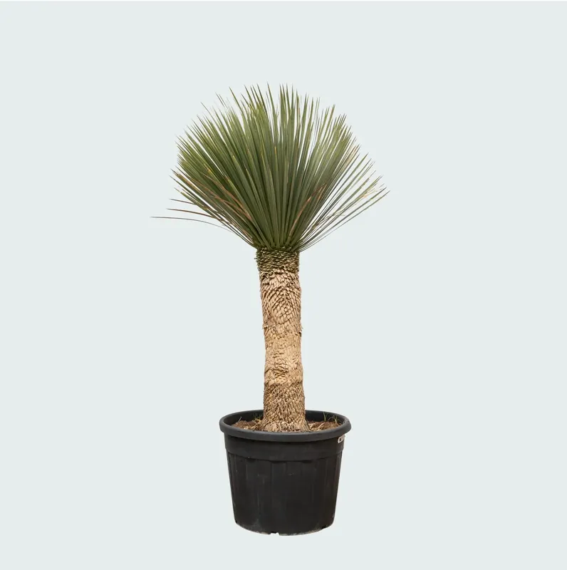 Yucca Rostrata - 200cm | Nieuw binnen