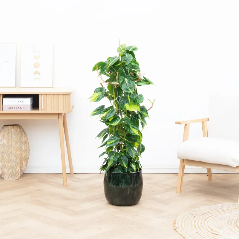 Philodendron Brasil gaasrek - 120 cm - Zojuist toegevoegd
