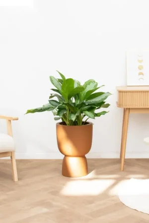 Aglaonema Silver Bay - 60 cm | Voorraad bijna op