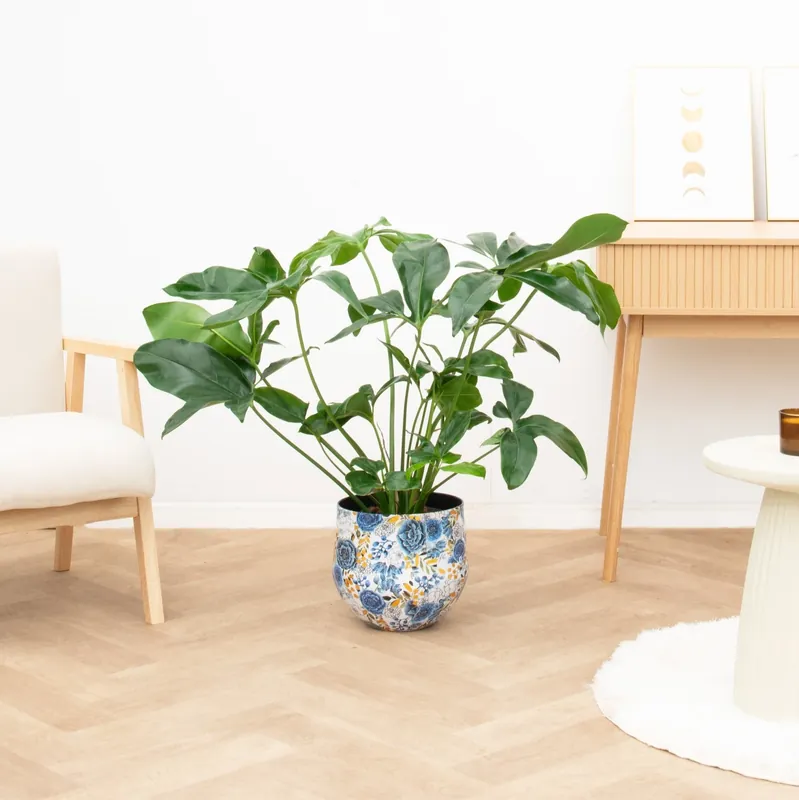 Korting | Philodendron Green Wonder - 100cm