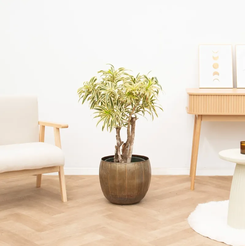 Direct leverbaar | Dracaena Song of India vertakt - 120 cm