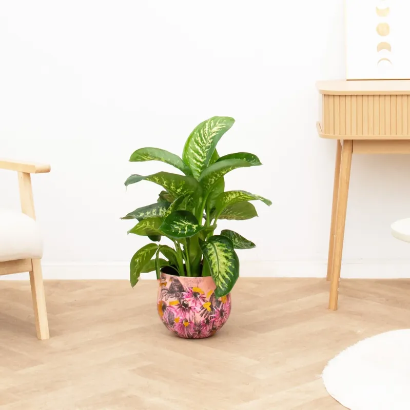Laatste stuks | Dieffenbachia Tropic Snow - 70cm