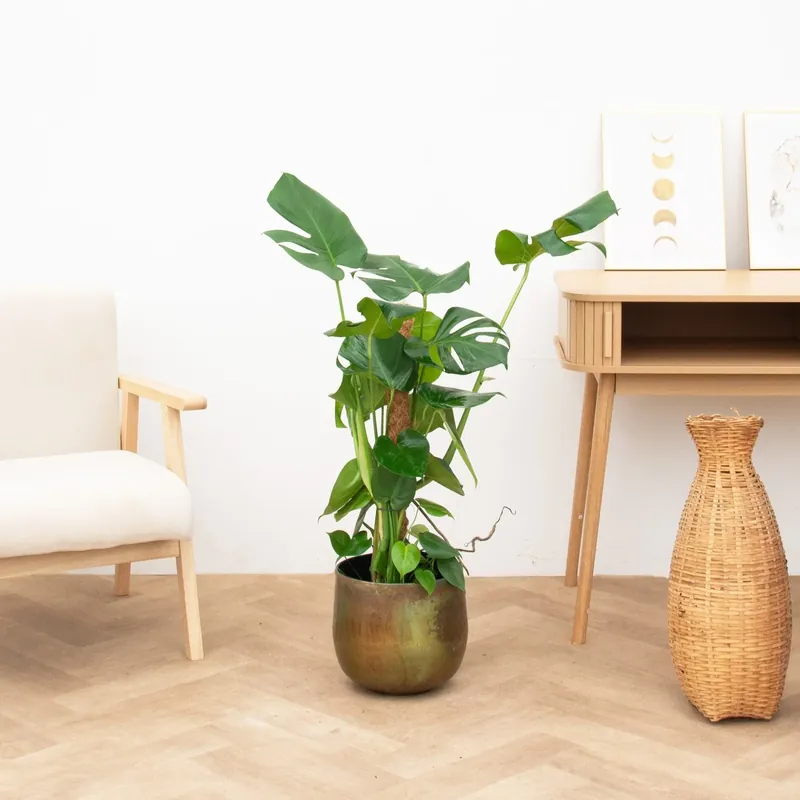 Monstera Deliciosa Mosstok - 90cm - Premium
