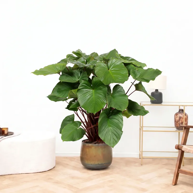 Homalomena rubescens ‘Maggy‘ - 130 cm | Meest verkocht