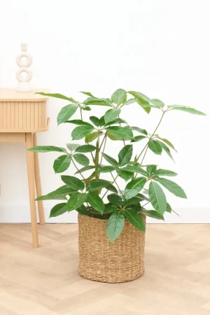 Voordelig | Schefflera Amate struik - 100cm