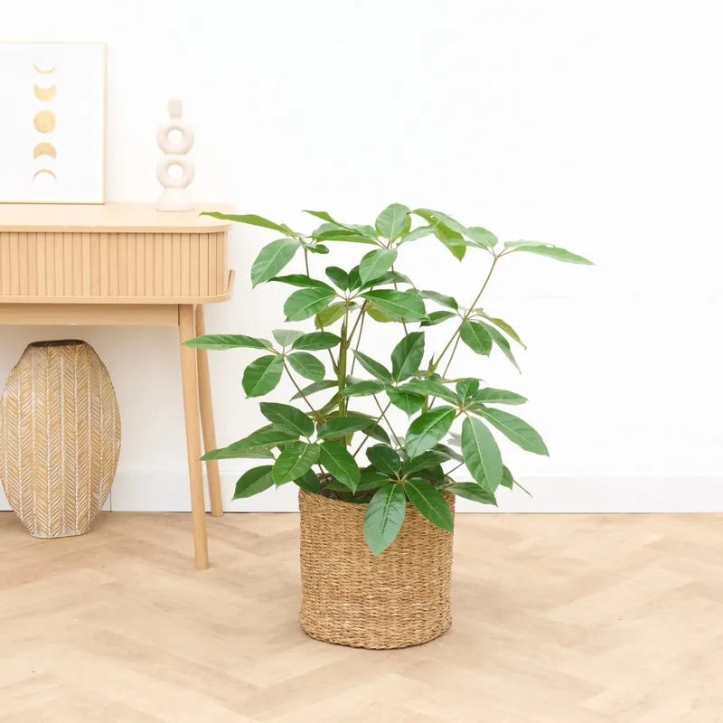 Voordelig | Schefflera Amate struik - 100cm