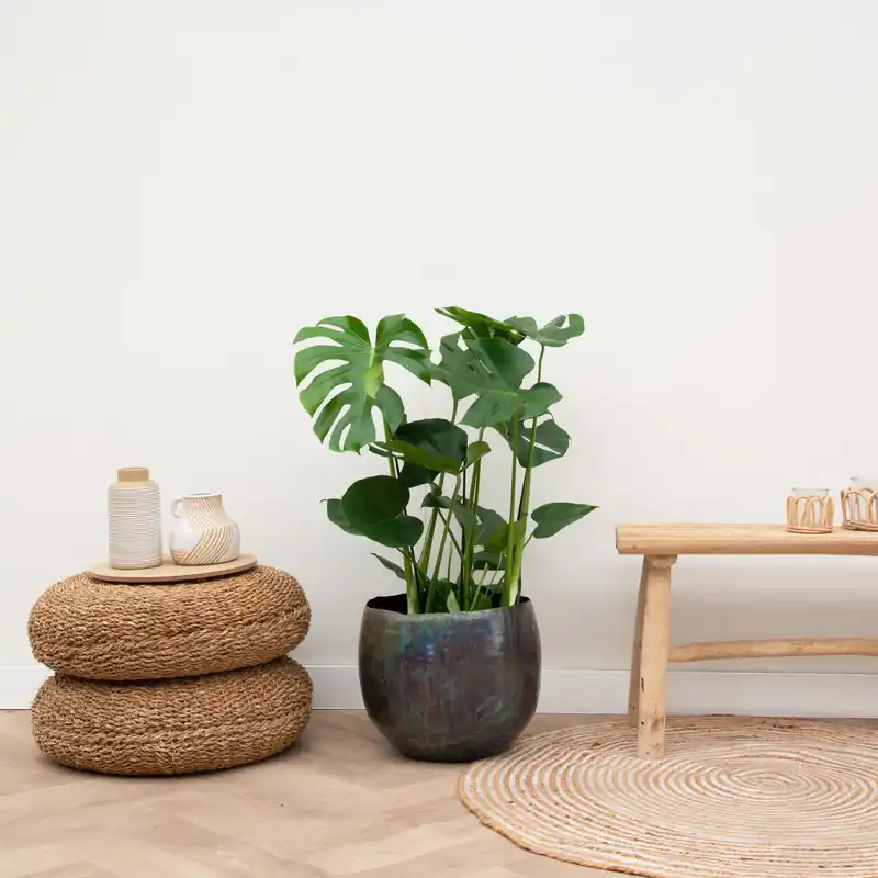 Monstera Deliciosa - 80cm | Tijdelijk aanbod