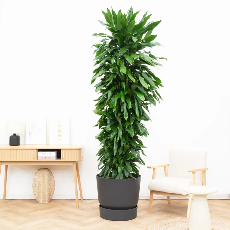 Op = op - Dracaena Janet Lind vertakt - 230 cm
