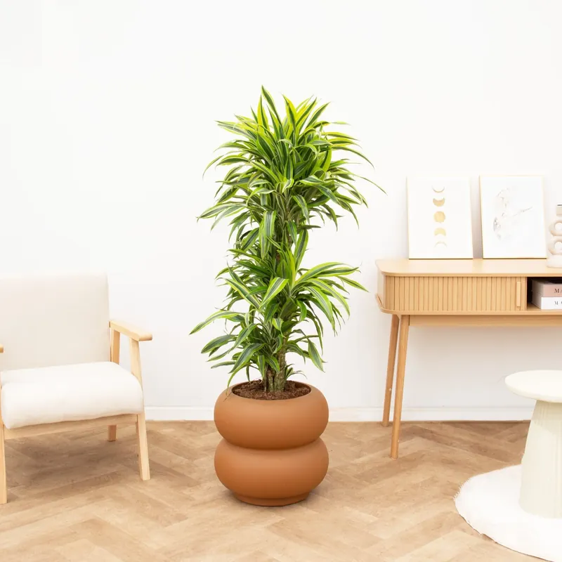 Sale | Dracaena Deremensis Lemon Lime vertakt - 150cm