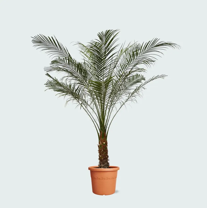 Phoenix Roebelenii op stam - 140cm | Voeg toe aan winkelwagen