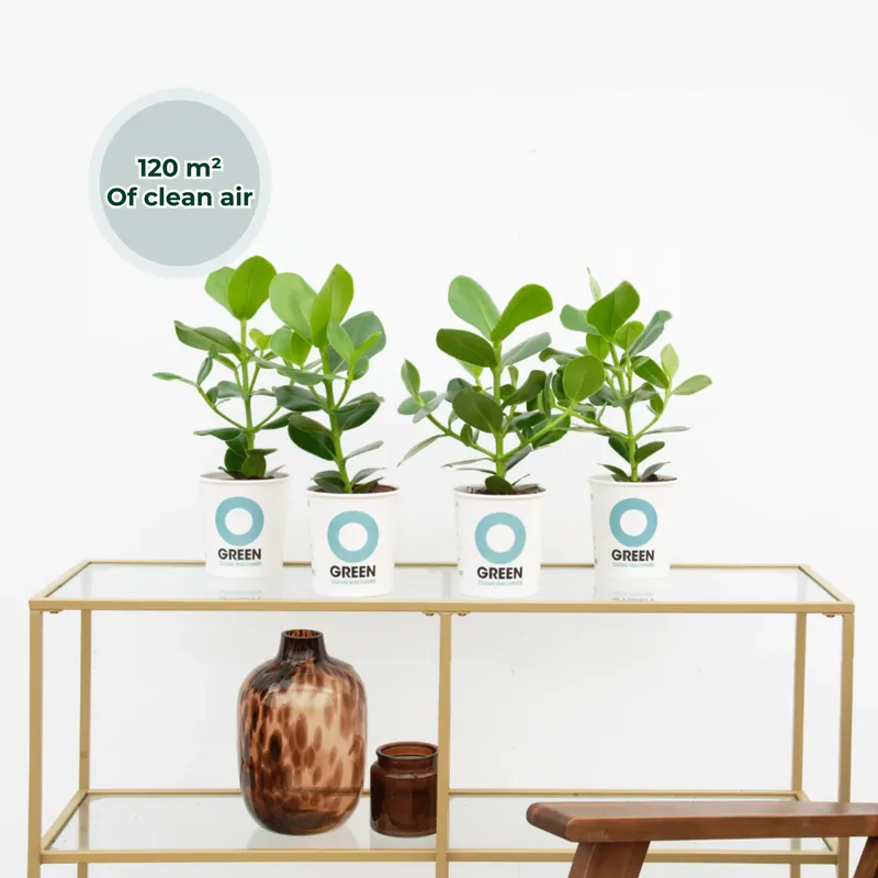 Ogreen Booster - Favoriet van klanten