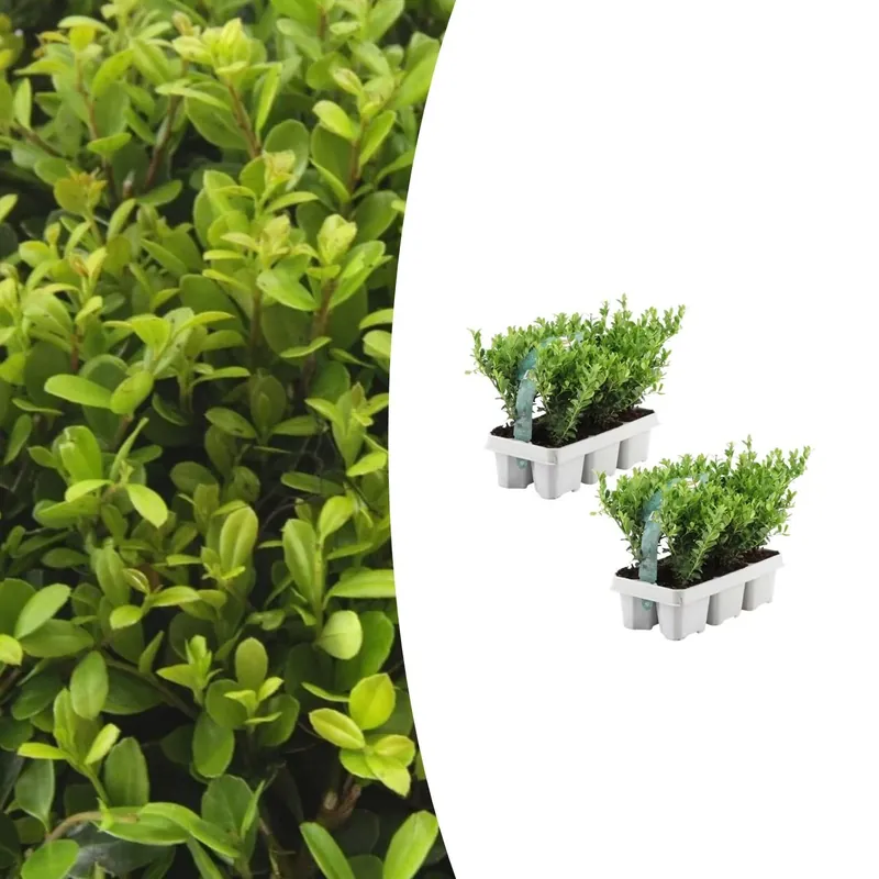 Combideal - pack Ilex Crenata ‘Jenny‘ - 15cm - Prijs verlaagd