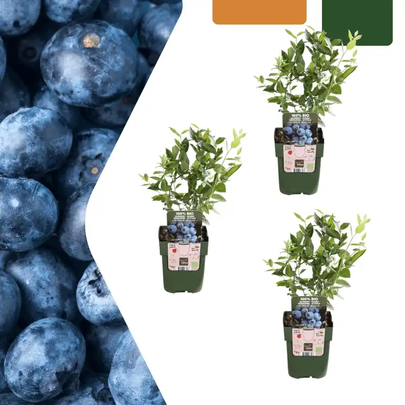 Direct beschikbaar | Bosbessenplanten - 20cm