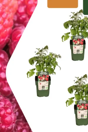 Veilige betaling - Biologische frambozenplanten - 20cm