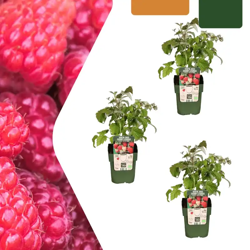 Veilige betaling - Biologische frambozenplanten - 20cm
