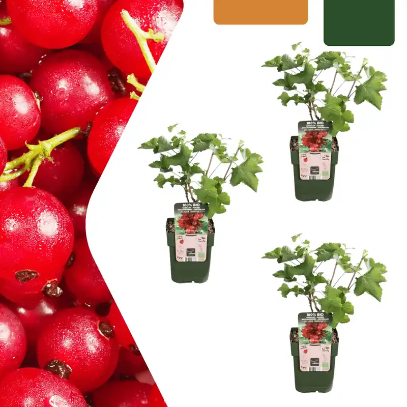 Biologische kruisbessenplanten - 20 cm - Actie
