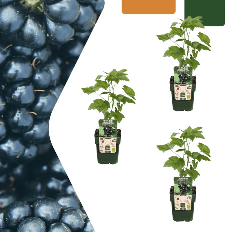Biologische bramenplanten - 20cm | Nu kopen