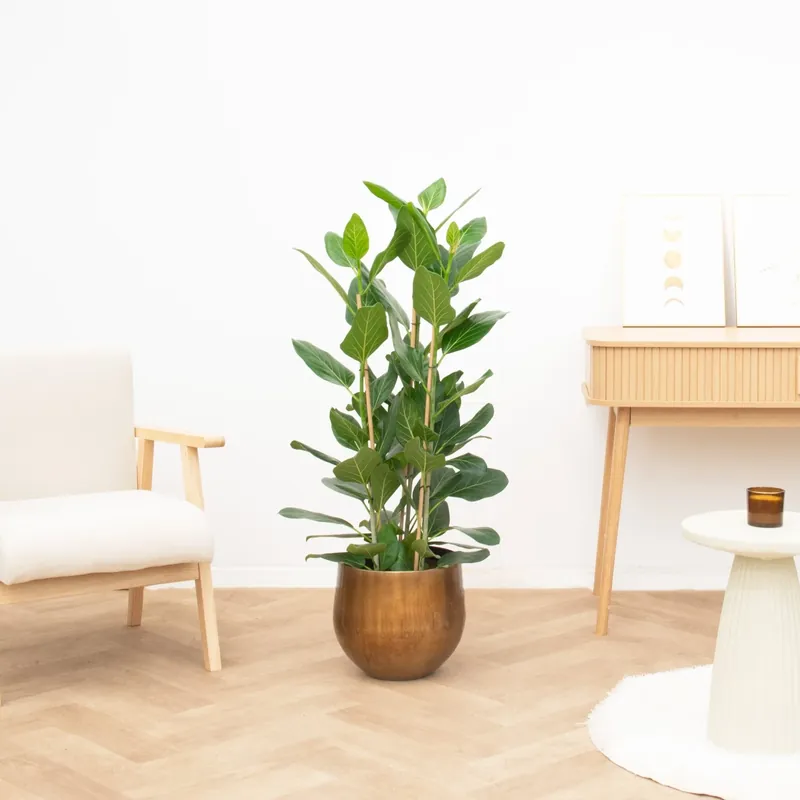 Koop vandaag - Ficus Benghalensis Audrey struik - 100cm